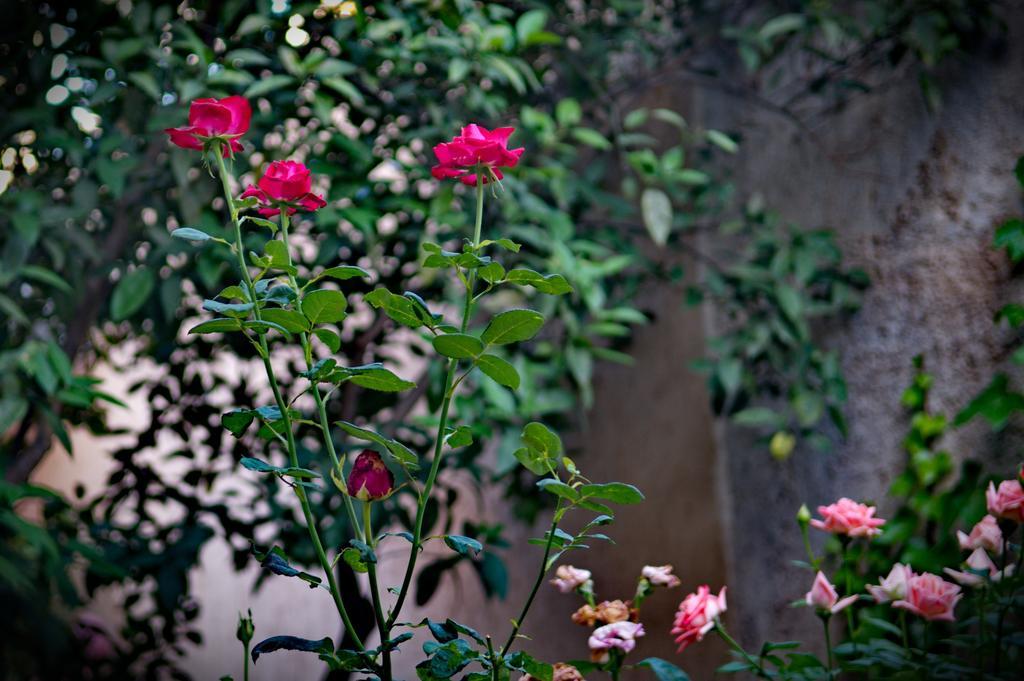 Riad Raouia HAMAM & SPA Fez Exterior foto